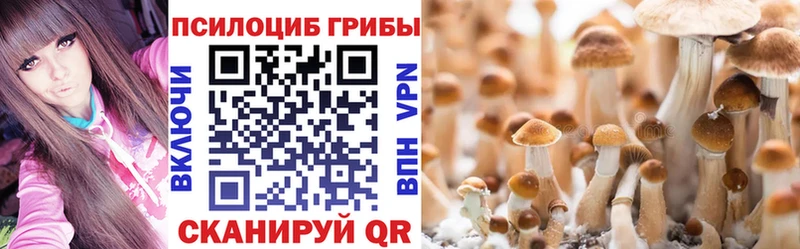 гидра ссылка  Курлово  Галлюциногенные грибы Psilocybe  где продают  